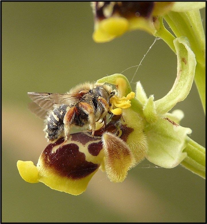 Insetto impollinatore Ophrys conradiae: Anthidium punctatum